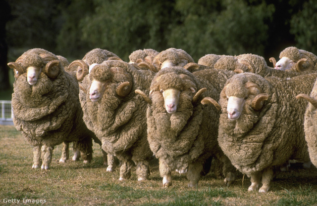 A merinói juhok tenyésztése során jutott el genetikai felfedezéseiig