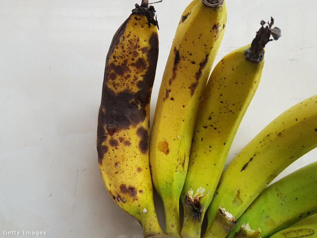 Így néz ki a gombafertőzéssel küzdő banán: a növény hamar elpusztul, és a termése is használhatatlan