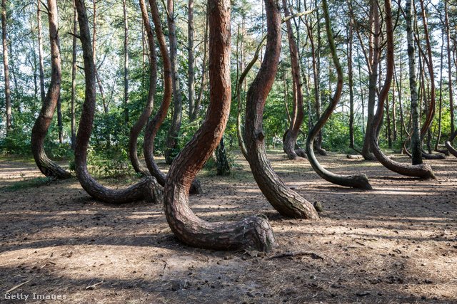 A lengyelországi görbe erdő titkát eddig még senki sem tudta megfejteni