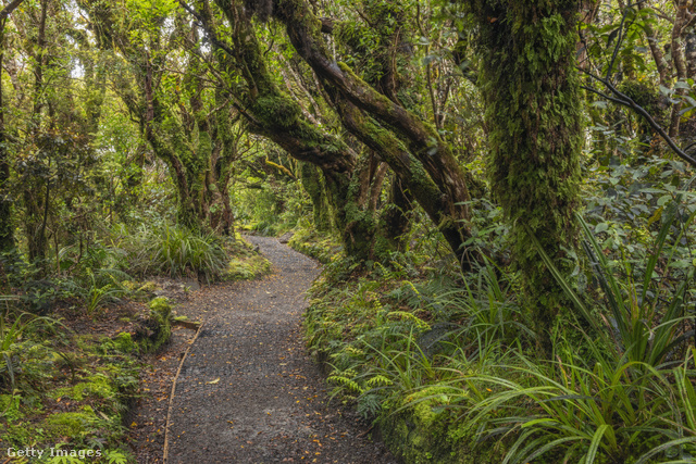 Mintha csak egy mesebeli helyszín lenne az új-zélandi erdő