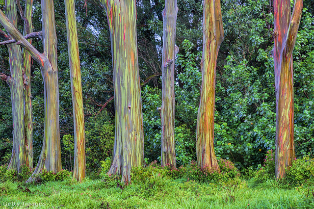 Különleges látványt nyújtanak a szivárványszínben tündöklő eukaliptuszok
