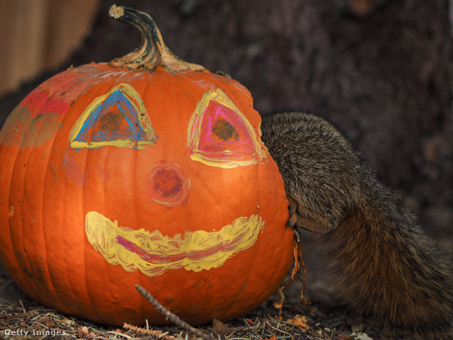 A csemegeként kihelyezett halloweentök veszélyes lehet az erdő állatai számára