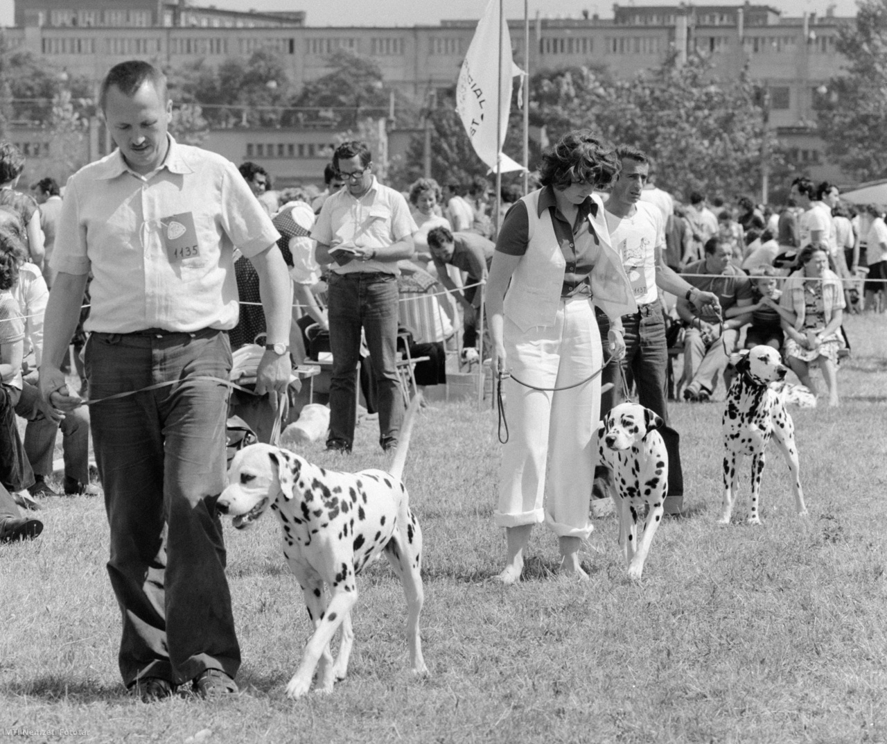 Budapest, 1978. augusztus 27. Dalmaták bemutatója a budapesti Ügetőn rendezett nemzetközi CACIB kutyakiállításon. A versenyen nyolc országból ezernégyszáz részt vevő ebet bíráltak a zsűritagok
