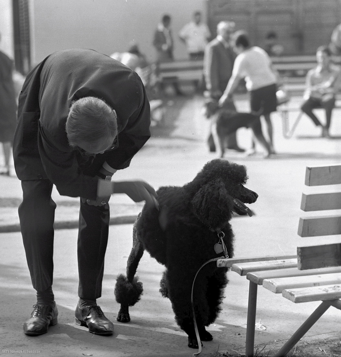 Budapest, 1967. szeptember 9. Megnyílt a CACIB-, DERBY- és CAC-kutyakiállítás. A kiállításon 11 országból 1086 kutya – 82 fajta – szerepel. A kiállítást a Magyar Ebtenyésztők Egyesületének elnöke nyitotta meg