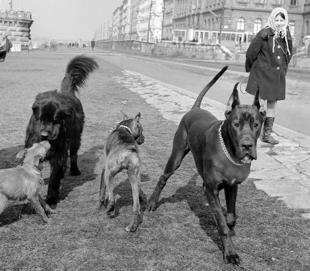 Budapest, 1970. március 8. Nő nézi a futkározó kutyákat a Duna-parton