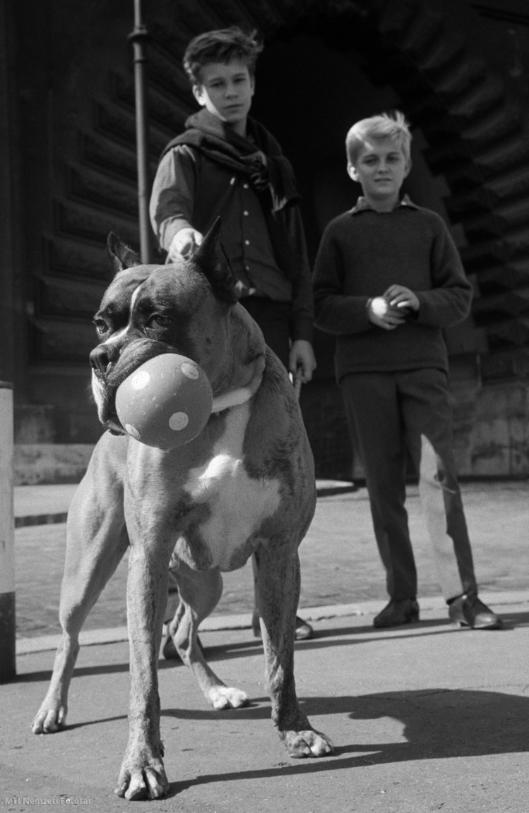 Budapest, 1965. október 2. Gyerekek egy boxer kutyát – labdával a szájában – sétáltatnak egy fővárosi utcán.