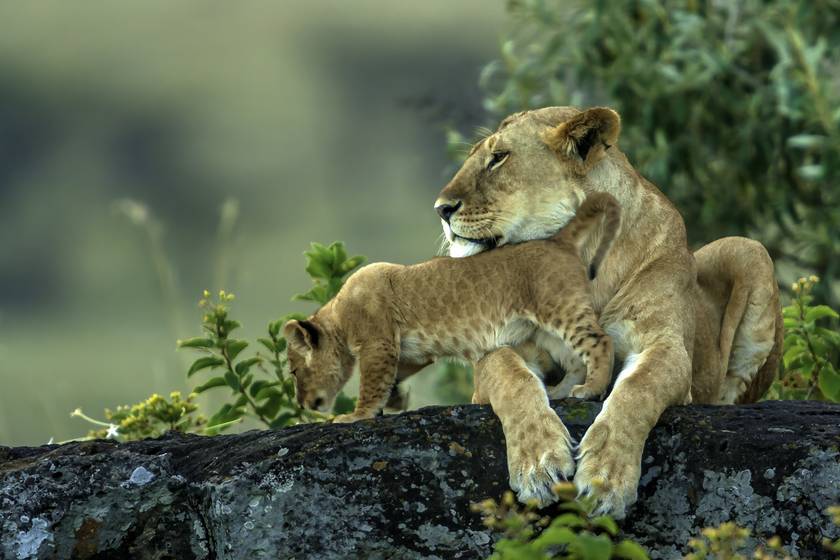 Az anyaoroszlánok legfontosabb feladata, hogy az oroszlánkölyköket védjék és gondozzák azok életének kezdetén.