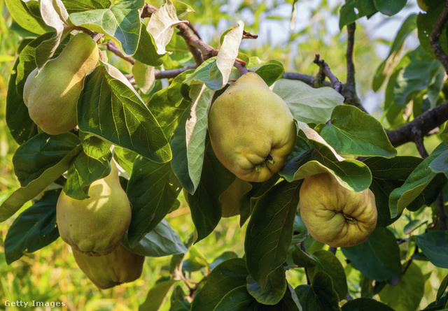 Körte és alma formájú termése évente váltakozik, a birs igazán különleges növény