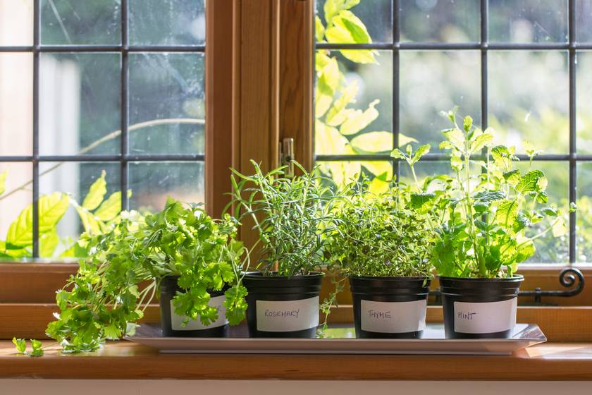 A legkézenfekvőbb hely a fűszernövények tárolására az ablakpárkány, már ha széles, és van előtte hely. Arra azért ügyelj, hogy csak olyan növény kerüljön oda, ami szereti a sok napfényt.