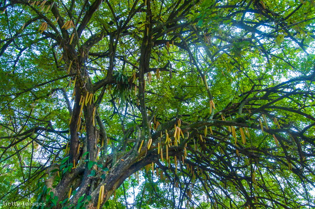 A moringafa minden része felhasználható az egészségünk megóvása érdekében