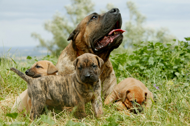 Igazi családszerető kutya a presa canario, hazánkban is él jó pár példánya