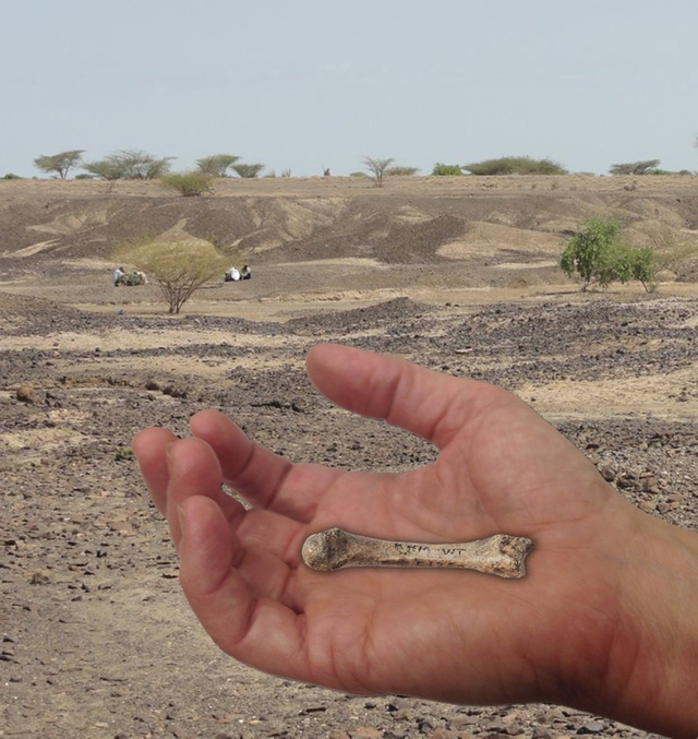 human-hand-fossil