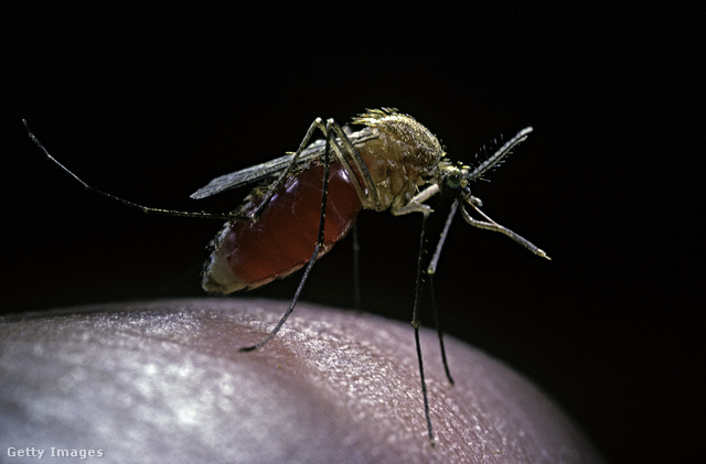 A szúnyogok és kullancsok is veszélyt jelenthetnek