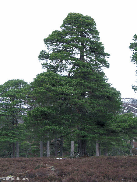 450px-Pinus sylvestris1
