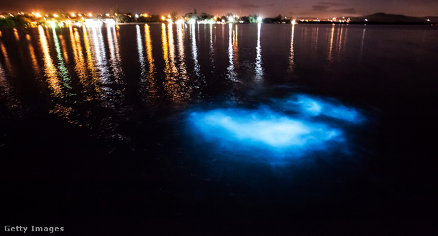 A kék fénnyel világító mikroorganizmusok lenyűgöző látványa