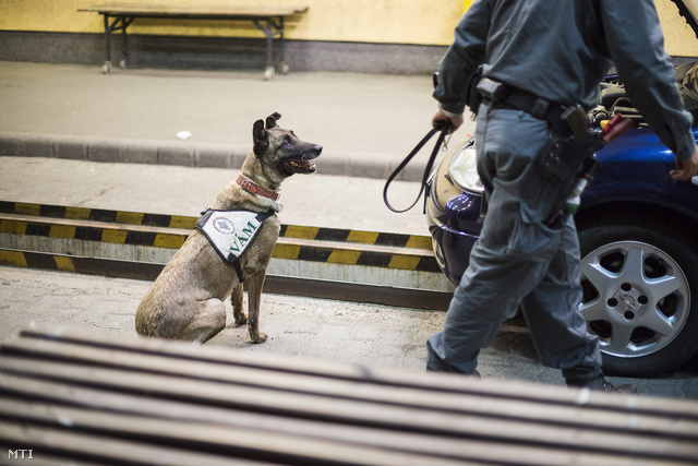 A Nemzeti Adó- és Vámhivatal Tina nevű cigarettakereső belga juhászkutyája feladatra vár a tiszabecsi határátkelőhelyen a magyar-ukrán határon