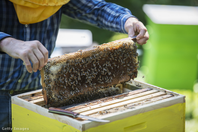 A méhek által előállított méhpempő rengeteg bioaktív vegyületet tartalmaz