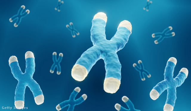 A kromoszómák végén lévő védőburok is befolyásolja, hogy meddig élünk