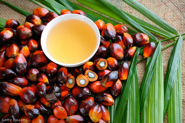 Az olajpálma gyümölcséből készül a pálmaolaj – gyerekkezek szüretelik