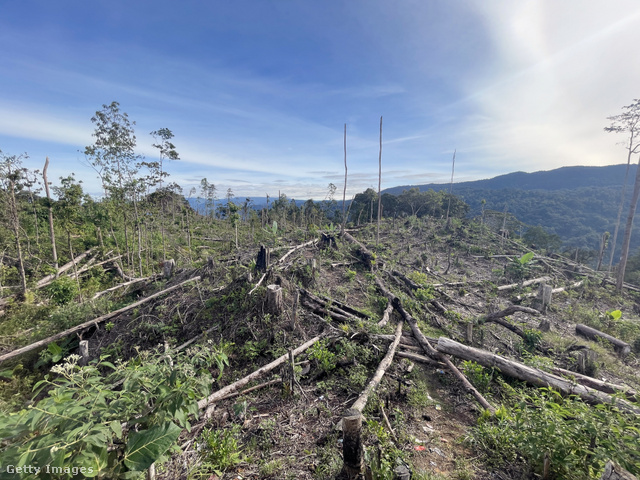 Az esőerdők kárára milliószámra ültetik a pálmafákat