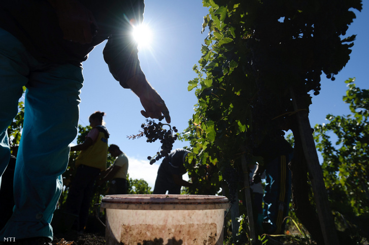 Szüretelők dolgoznak a St. Andrea Szőlőbirtok és Pincészet szőlőültetvényén Egerszalókon 2012. szeptember 28-án