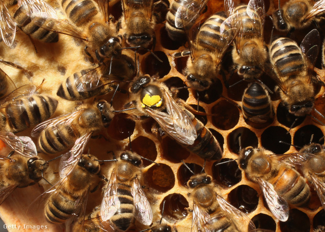 A propoliszt a méhek elsősorban kaptárépítéshez használják