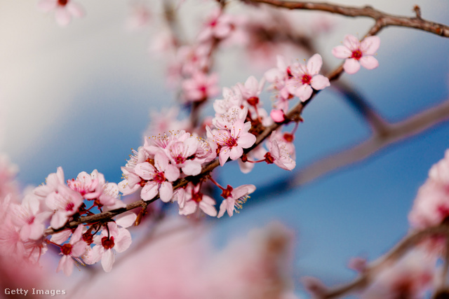 Sokan a mandulafa virágzásához kötik a valódi tavasz beköszöntét