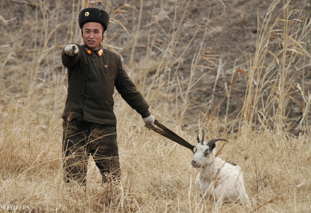 Észak-Koreai katona egy kecskével, január 23-án