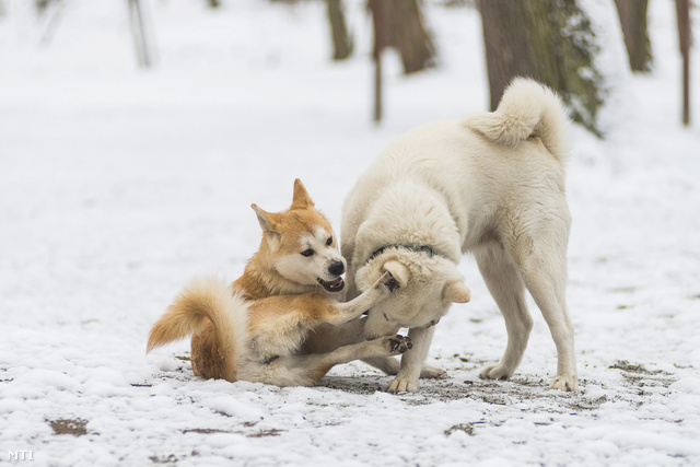 Kutyák játszanak a hóval borított sóstói erdőben Nyíregyházán 2014. január 23-án.