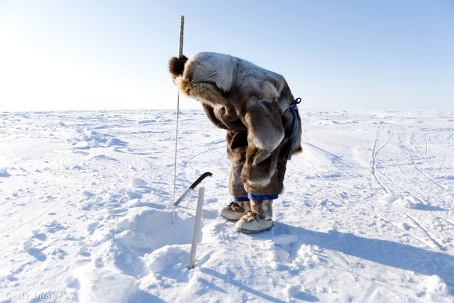 A vastag jég és hó sem akadály a vadászathoz