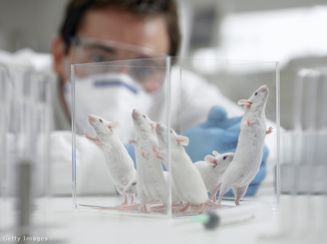 Az egereken végzett kísérletek reményt keltő eredményt hoztak
