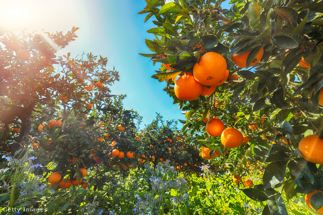 Szicíliában decemberben kezd érni a narancs, amit februárban szüretelnek