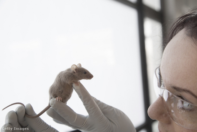 Az egerek agyát használva kutatták az álmodozás folyamatát