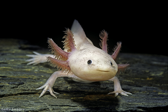 A medúzához hasonlóan az axolotl is nagy túlélő