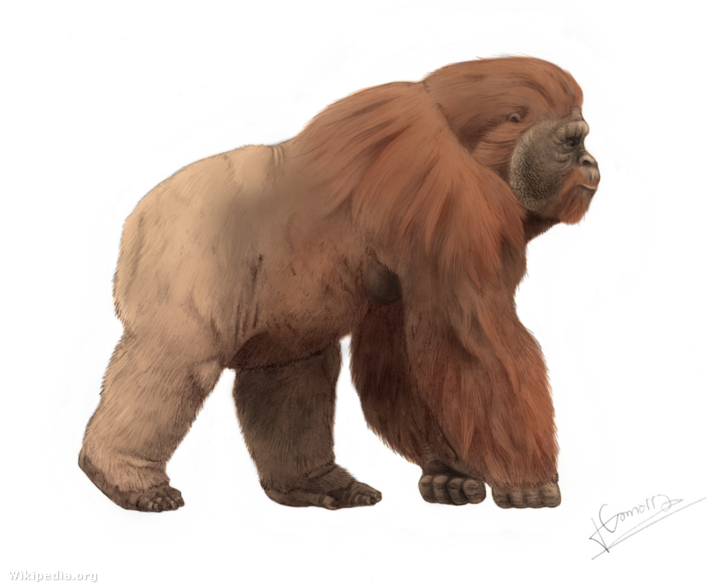 A Gigantopithecus rekonstrukciója