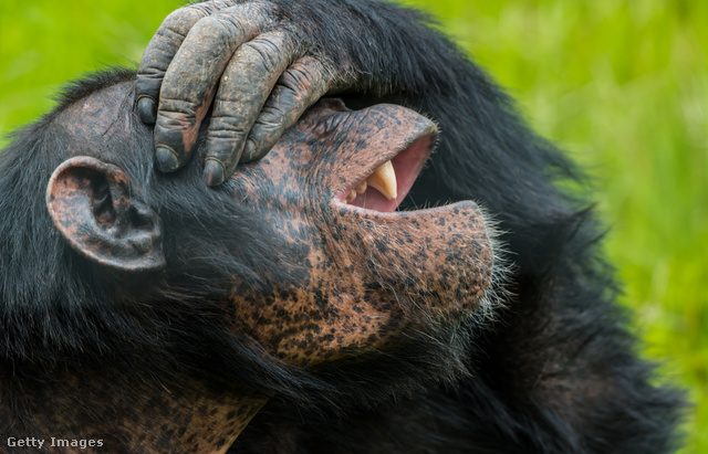 A csimpánzoknak és más főemlősöknek is körmei vannak