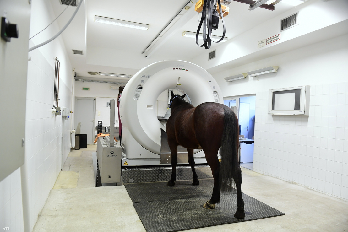 Egy lovat vizsgálnak az Állatorvostudományi Egyetem Lógyógyászati Tanszék és Klinika új CT-berendezésével az üllői Dóra majorban az átadás napján 2021. február 22-én