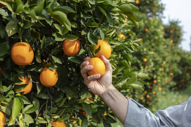 Miután nem jó a termés a narancsexportőr országokban, gyümölcshiányra kell számítanunk