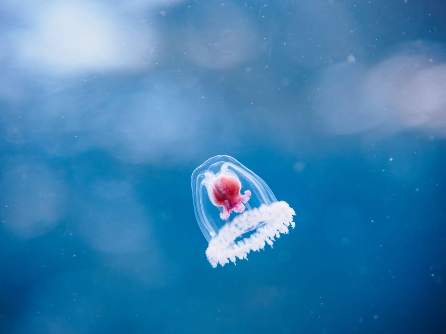 Turritopsis dohrnii halhatatlan medúza