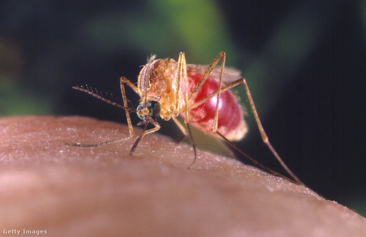 Maláriaszúnyog