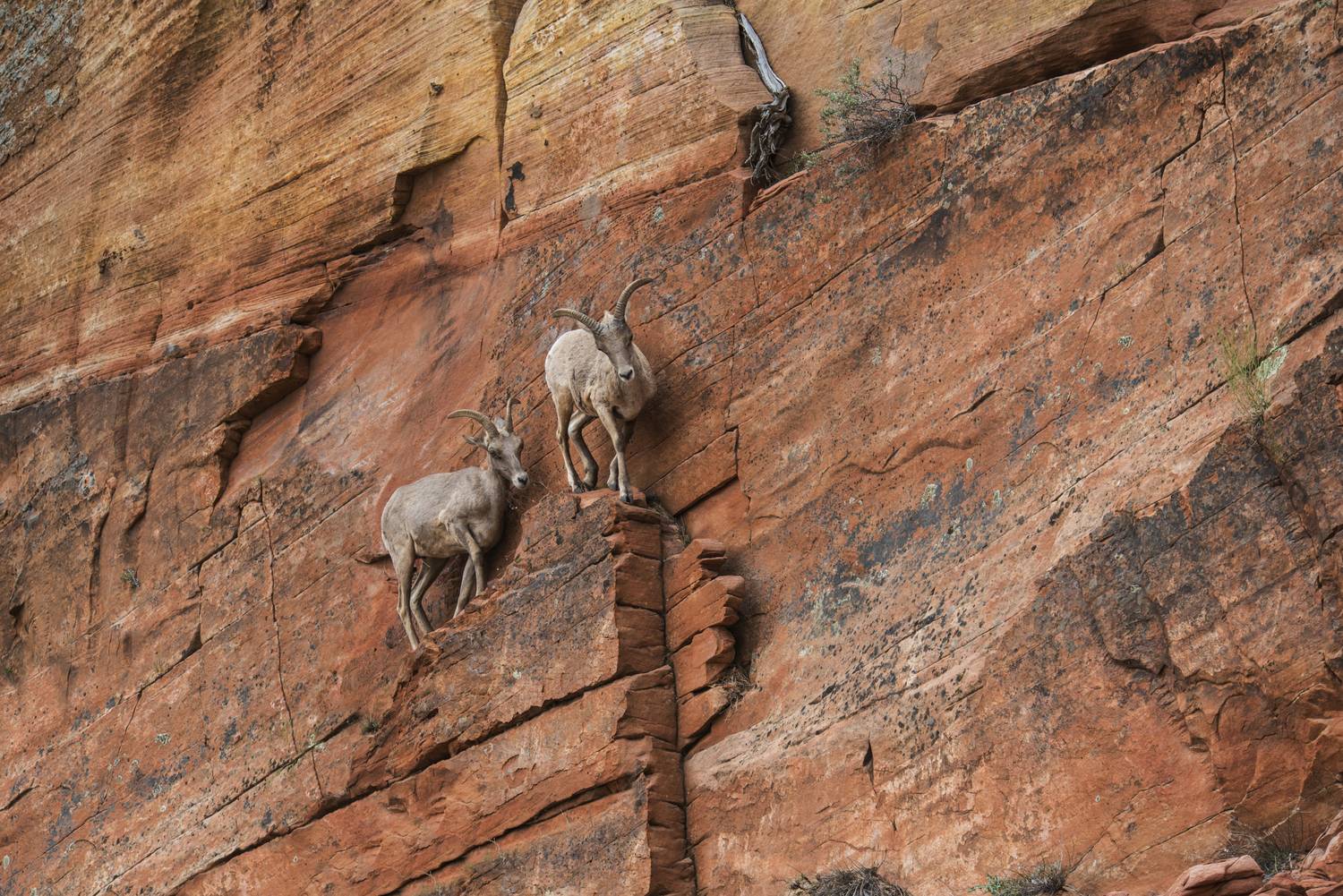 A hegyi kecskék izomzata rendkívül erős és rugalmas. Ez segíti őket abban, hogy a meredek sziklafalról se essenek le. A fotó a Zion Nemzeti Parkban készült.