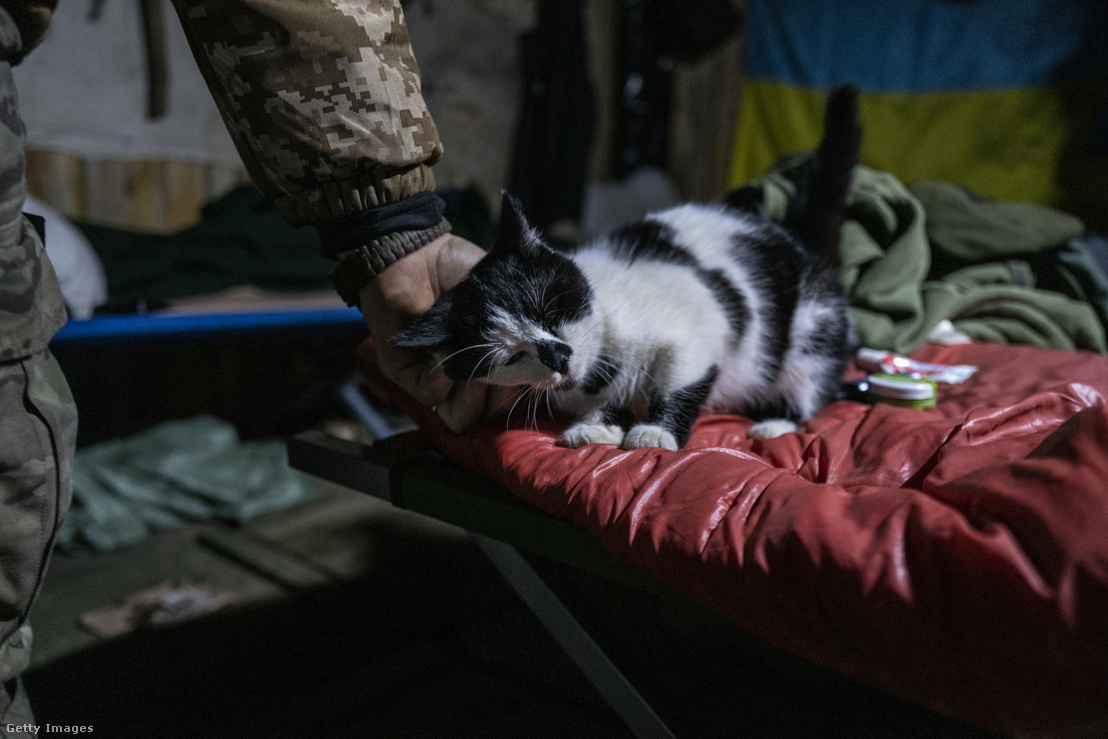 Egy macska egy bunkerben, ahol az Ukrán Fegyveres Erők 67. Motorizált Brigádja tartózkodik a Kremin erdőben a Donbaszban, Donyeckben Ukrajnában 2023. december 21-én