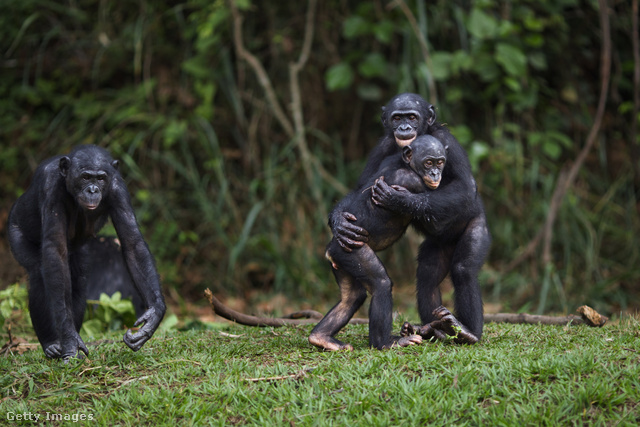 Nem csak az emberek veszítették el: a képen látható bonobóknak sincs farka