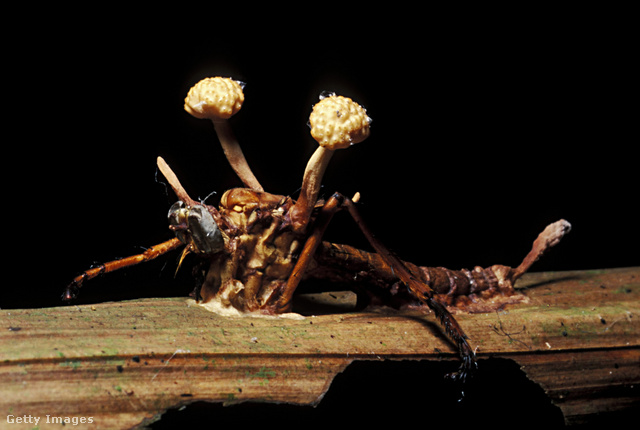 Az Ophiocordyceps unilateralis élősködő gomba a hangyákat kontrollálja