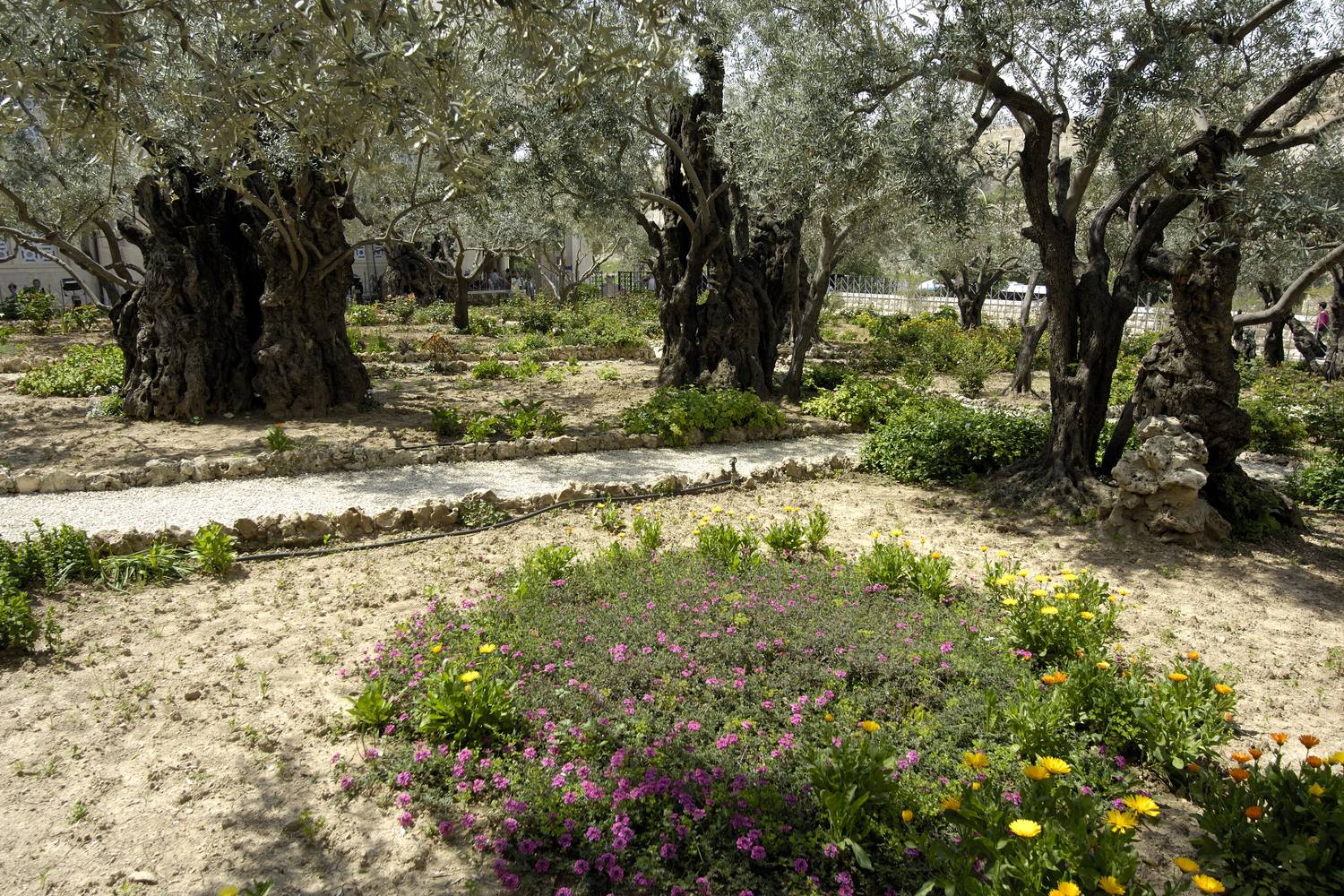 A Getsemáne-kert kétezer éves olajfái