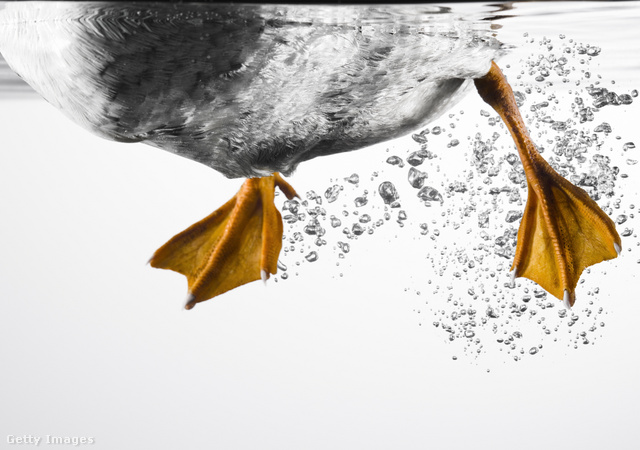 A kacsaszindrómával küzdők úgy tesznek, mint a vízi szárnyas: könnyedén siklanak a vízen, miközben a valóságban dühösen pedáloznak és dolgoznak a felszín alatt
