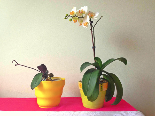 A baloldali növény orchideaföldben, a másik gyökéritatóval elkevert orchideaföldben nevelkedik. A különbség szemmel látható.