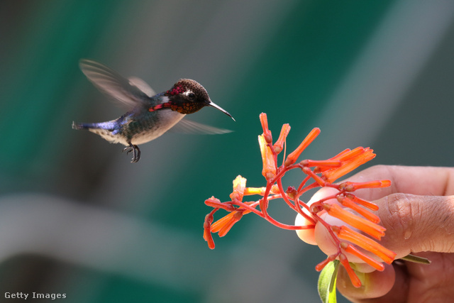A méhkolibri repülés kozben zümmögő hangot ad ki
