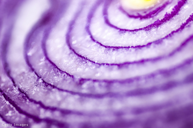 Magas víztartalmának köszönhetően kiválóan hidratálja a szervezetet a lila hagyma