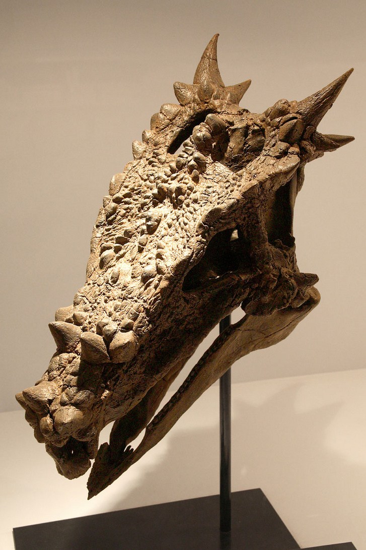 Dracorex koponya. Ahogyan a neve is utal rá: tiszta sárkány.